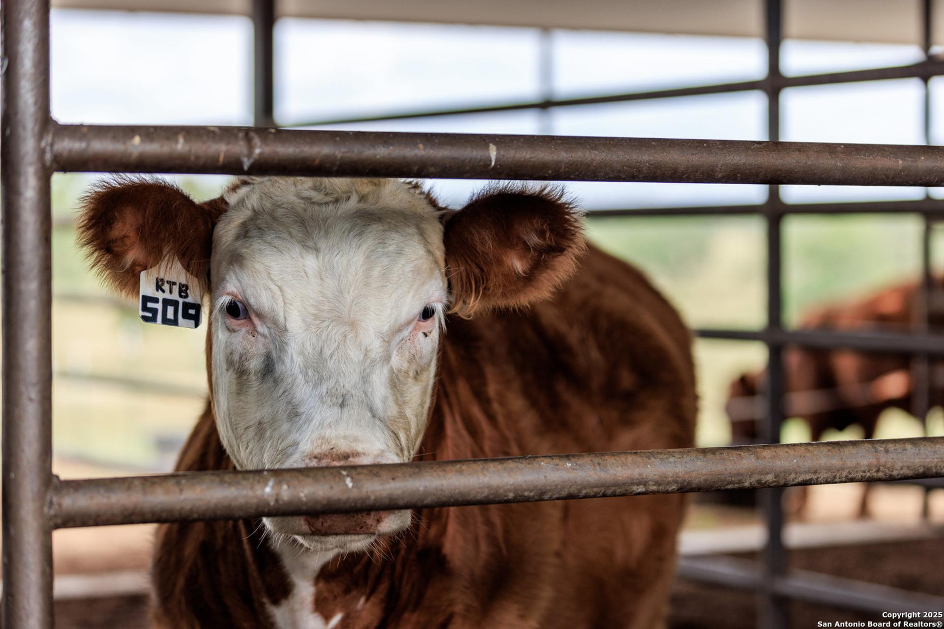 5686 Ranch Rd 1631, FREDERICKS, TX, 78624
