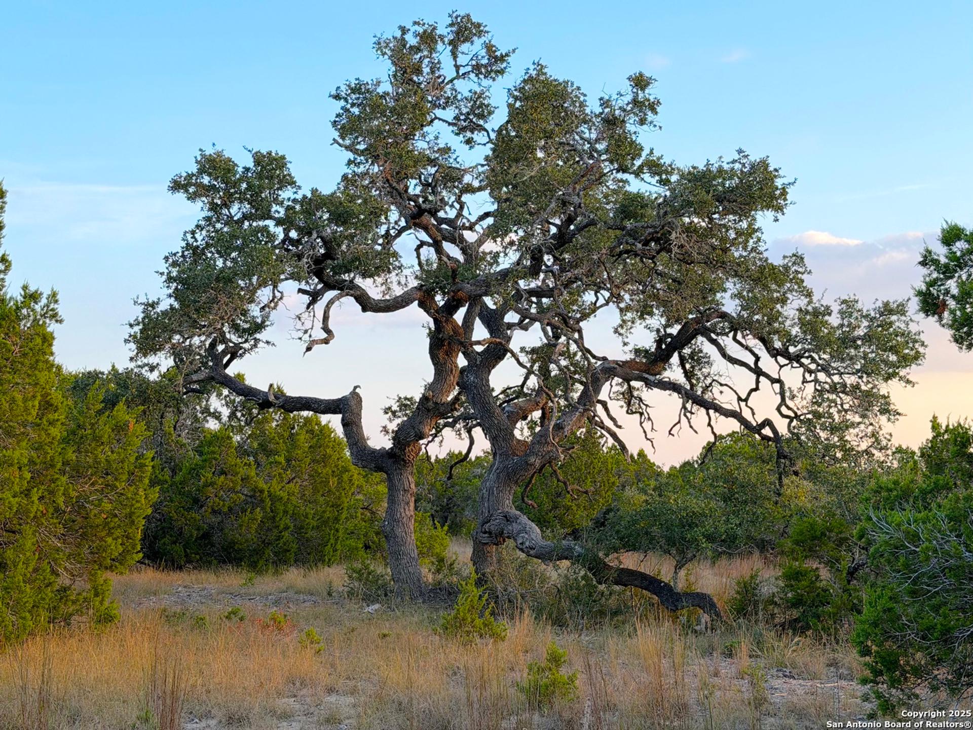 100 ACRES N Cranes Mill Road, CANYONLAKE, TX, 78133