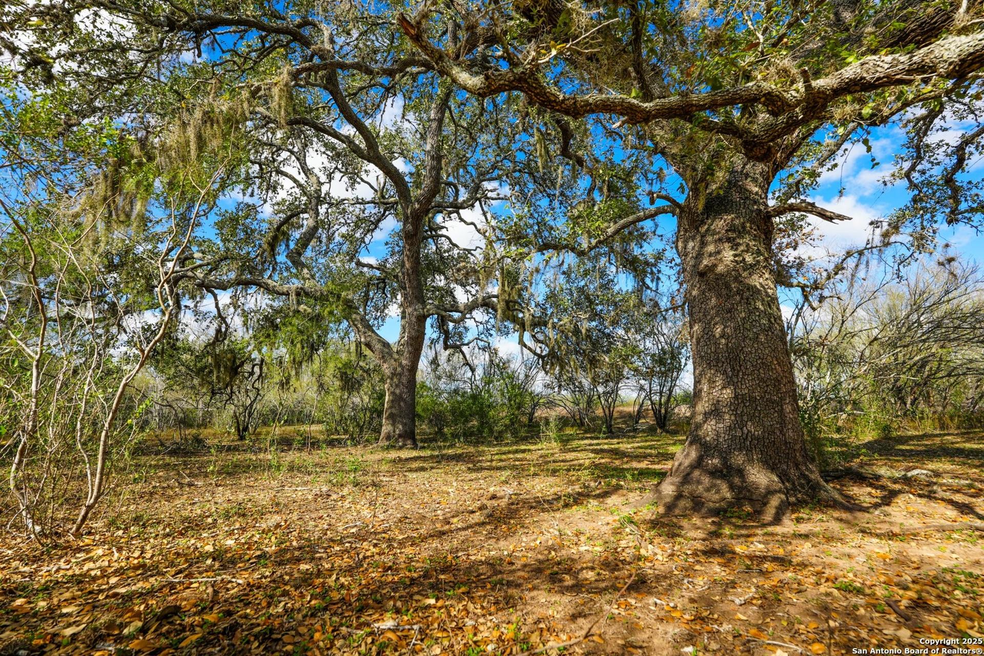 0 Cr 115, MINERAL, TX, 78119