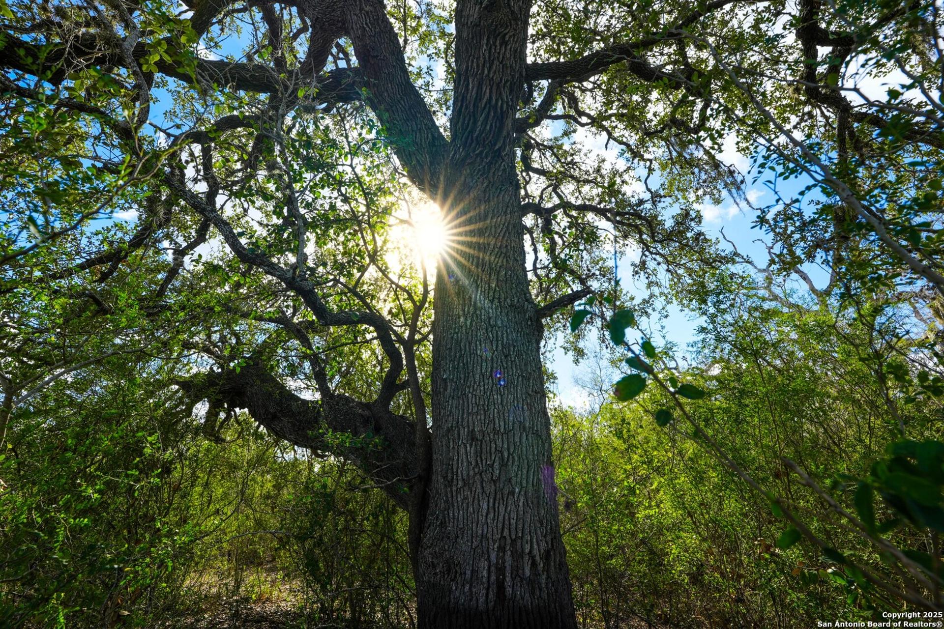 0 Cr 115, MINERAL, TX, 78119