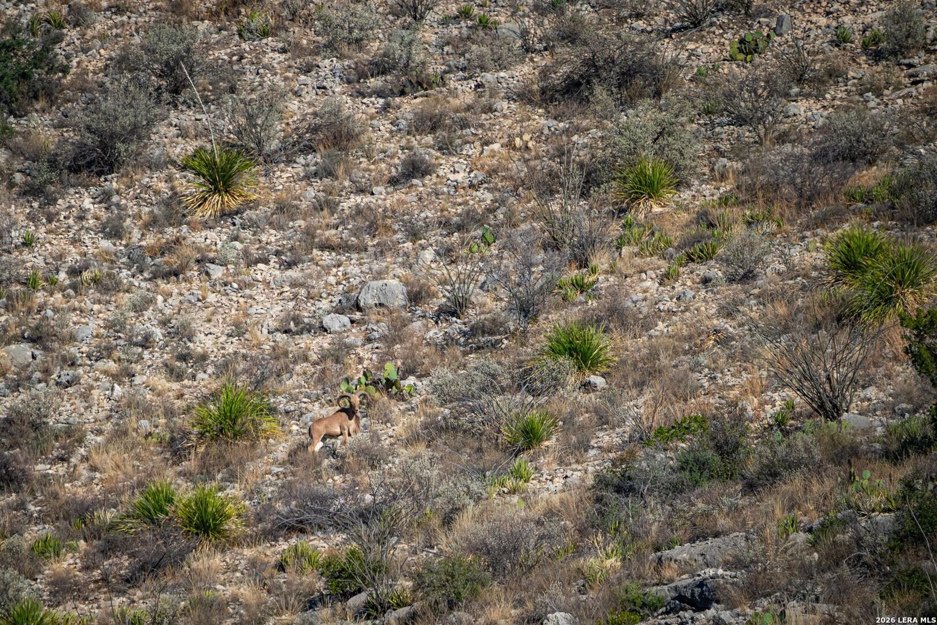 000 Pandale HWY, PANDALE, TX, 78840