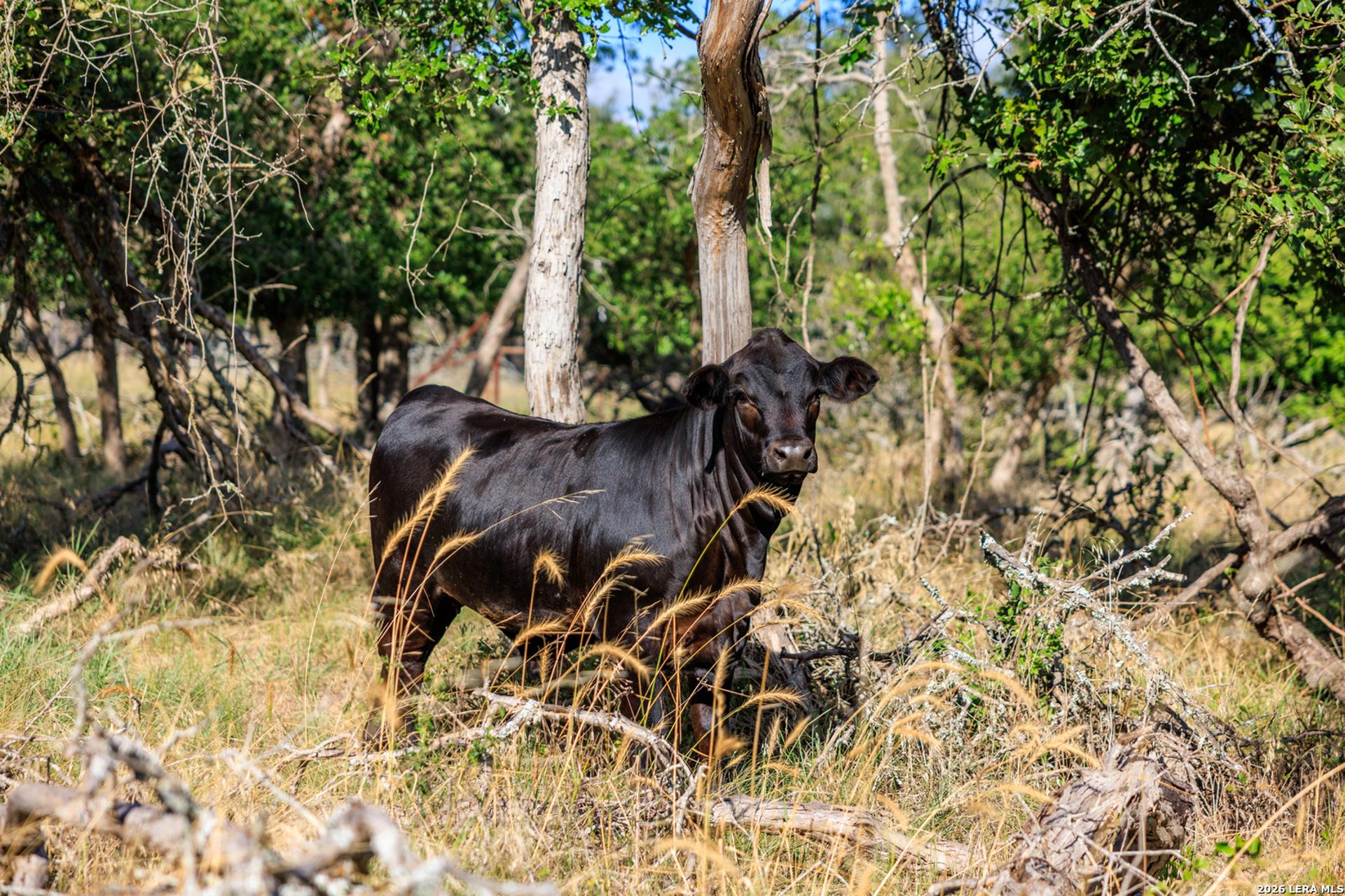 875 Gypsum Mine Road, FREDERICKS, TX, 78624