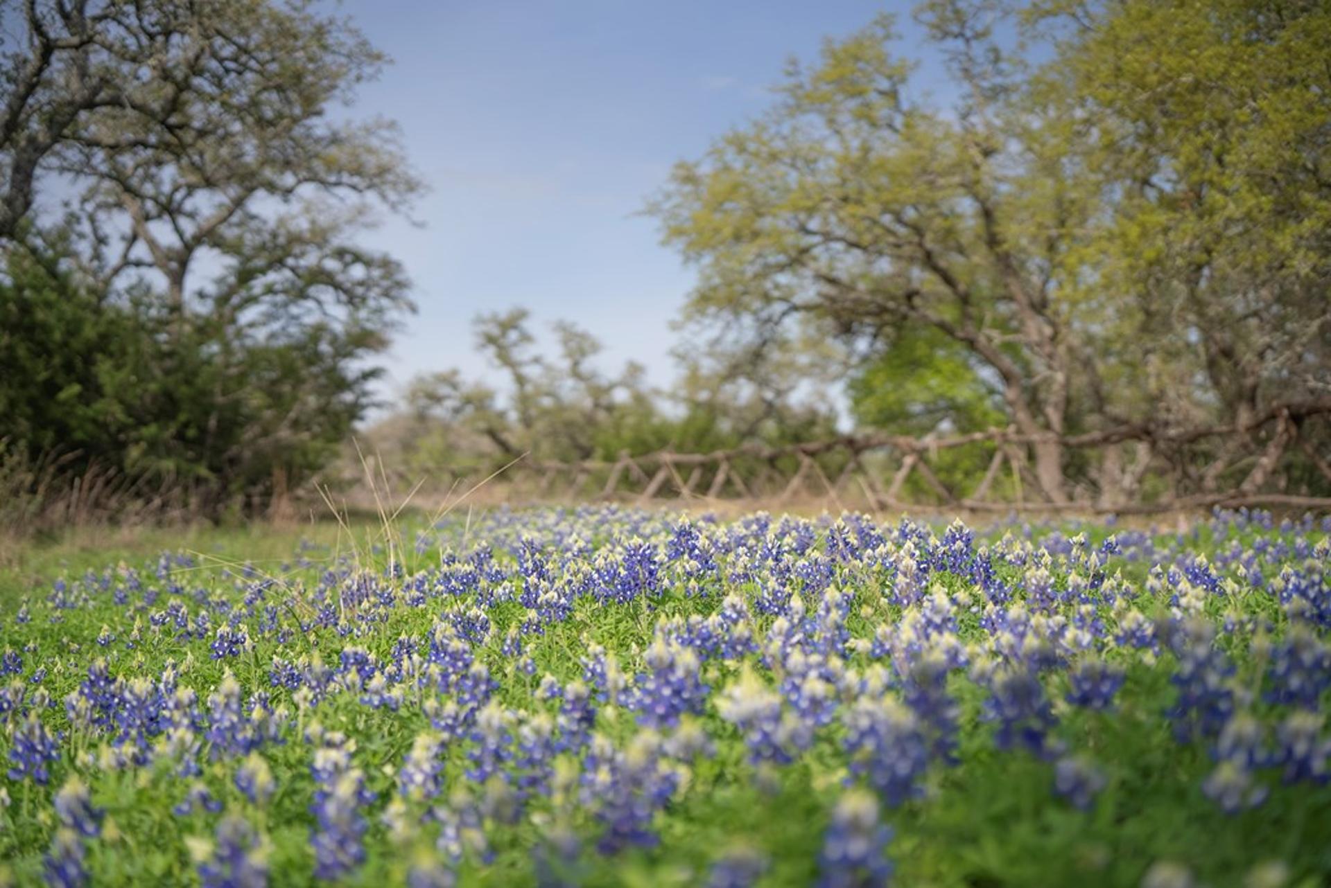 TBD Bell Springs Rd, Dripping Springs, TX, 78620