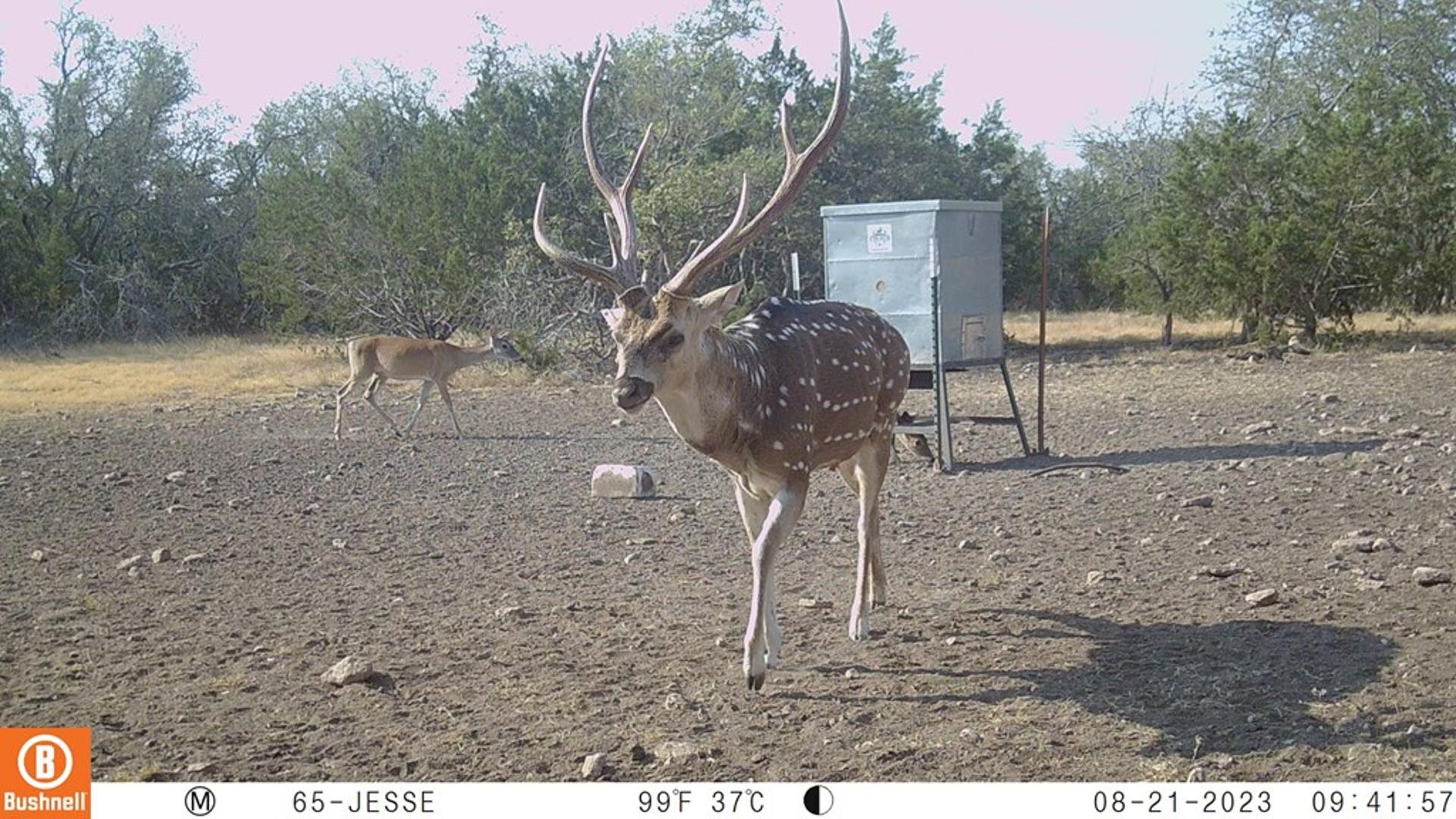 65 Miles Ln, Harper, TX, 78631