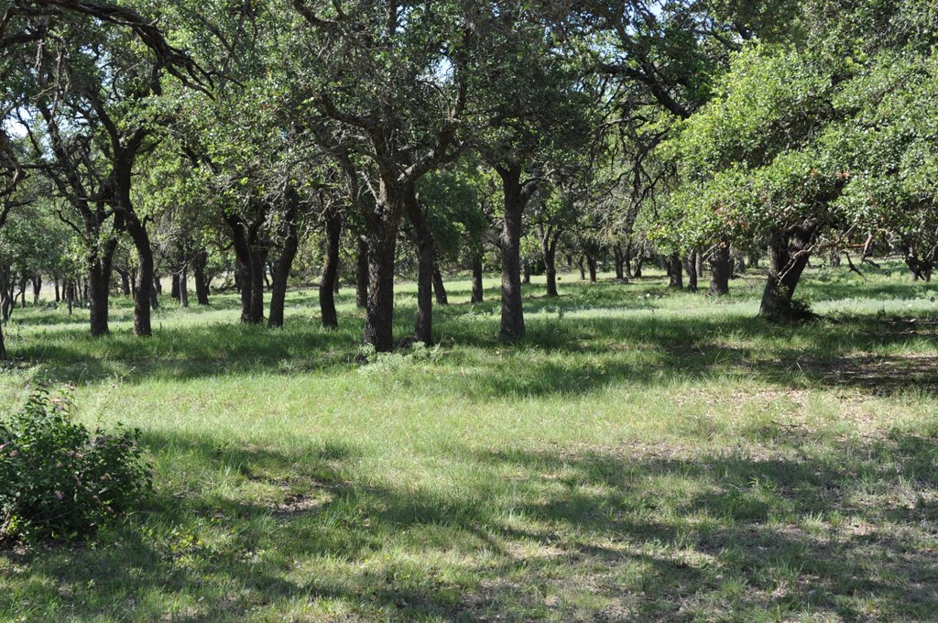 18043 FM 479, Harper, TX, 78631