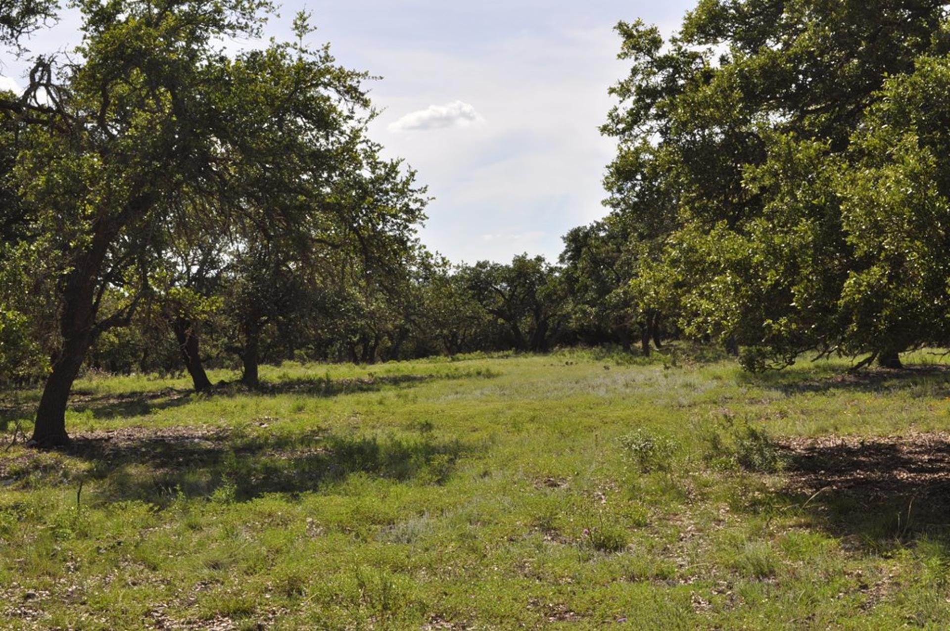 18043 FM 479, Harper, TX, 78631