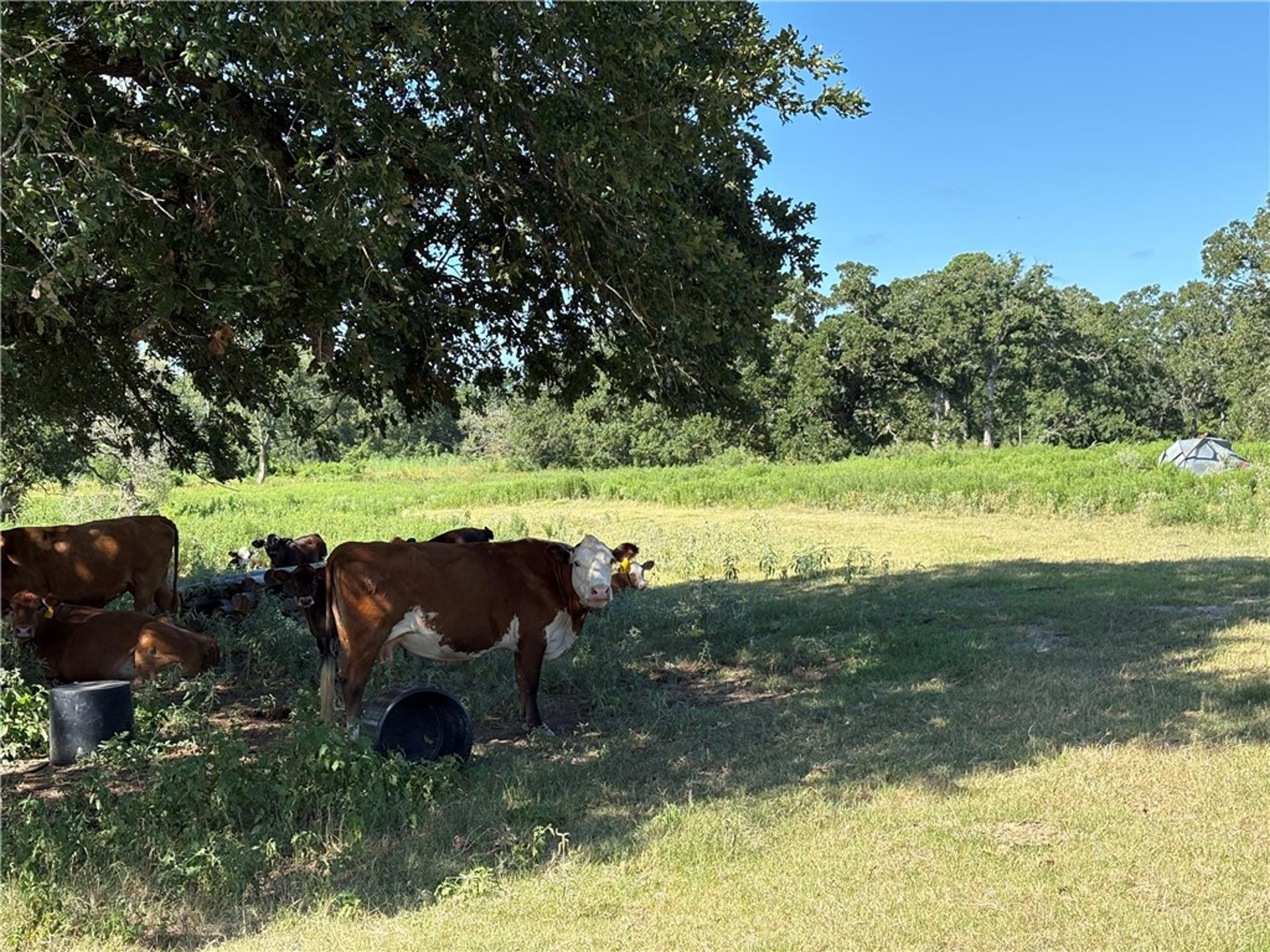 14393 County Road 228, Bedias, TX, 77831