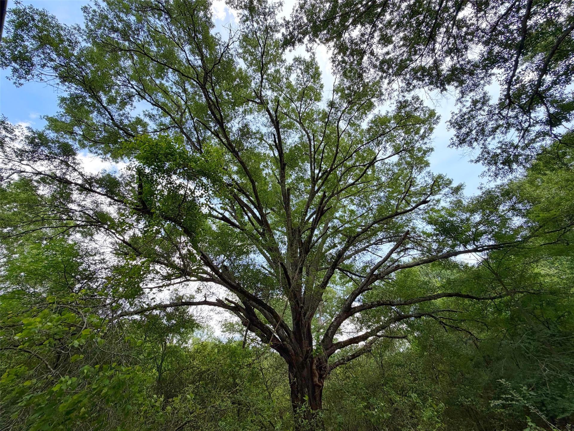 100 ac CR 408, Normangee, TX, 77871