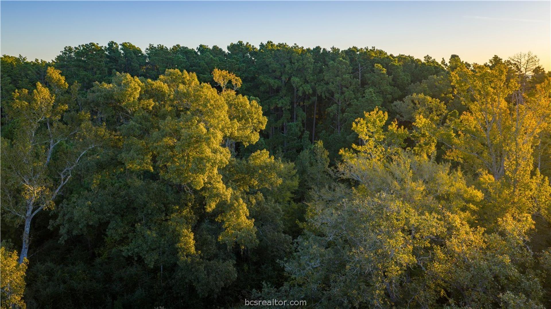 15383 CR 236, Oakwood, TX, 75855