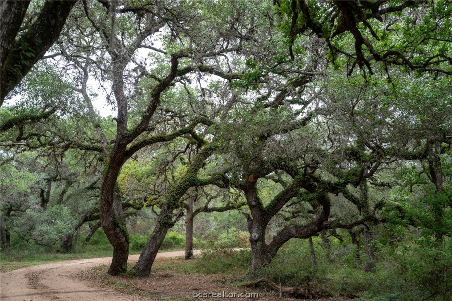 0 County Road 19, Other, TX, 77964