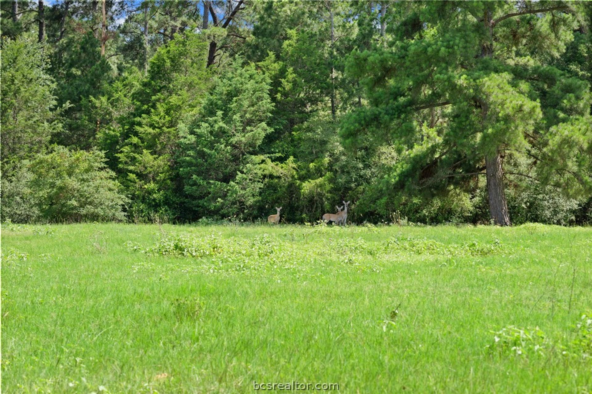 TBD St Delight (Tracts 11 & 12), Paige, TX, 78659
