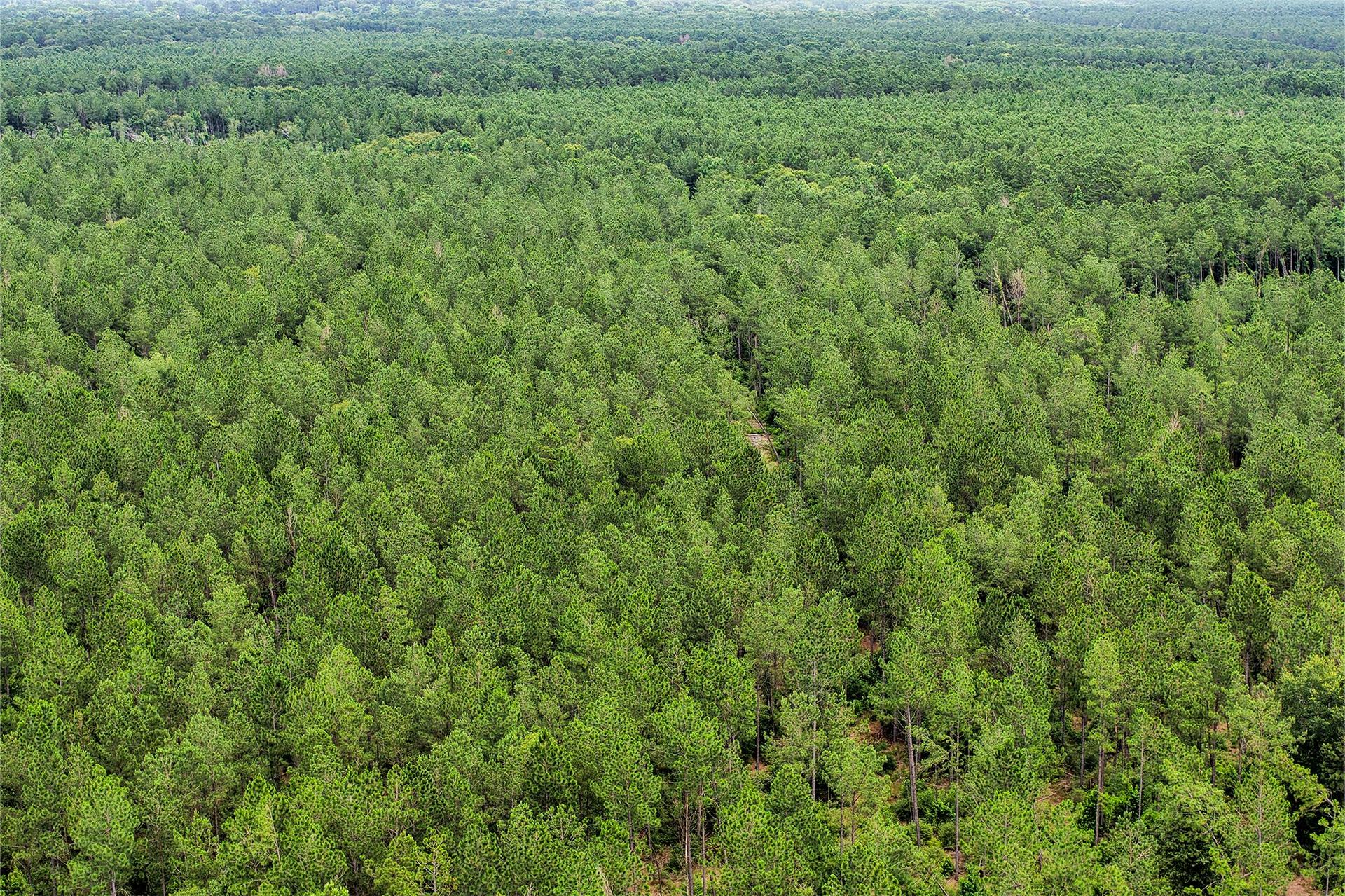 1782 Acres County Line Road, Shepherd, TX, 77371