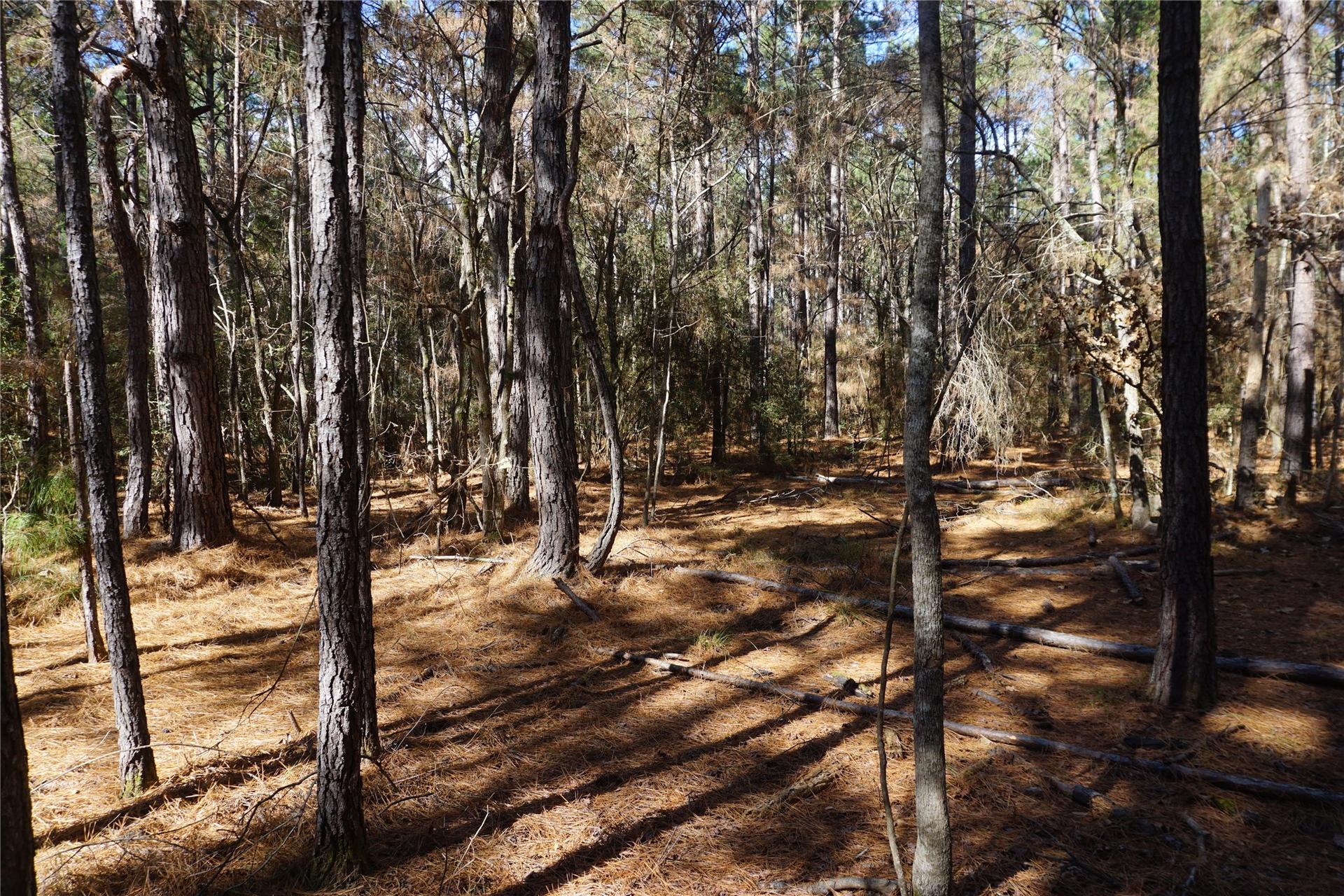 0 County Road 352, Palestine, TX, 75803