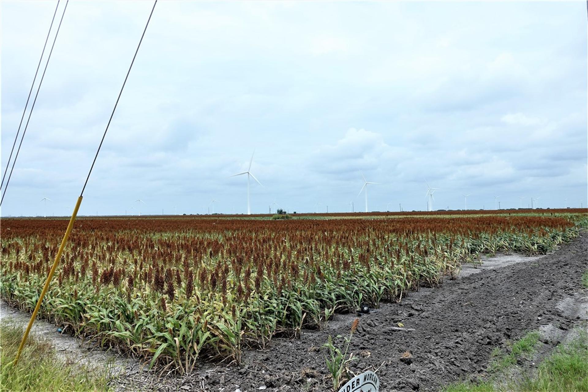 0000 Hwy 181 CR 1612 CR 3567, Taft, TX, 78390