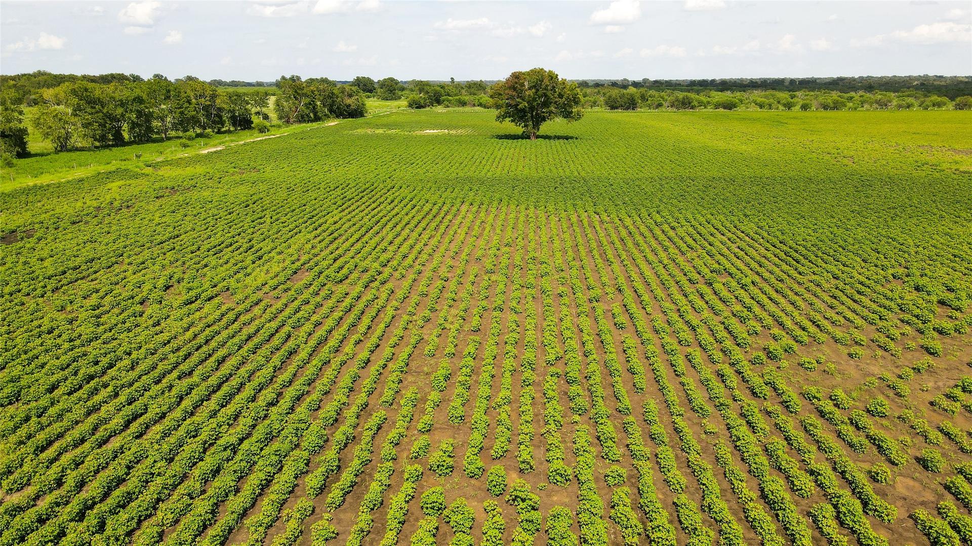 00 Felder, Washington, TX, 77880