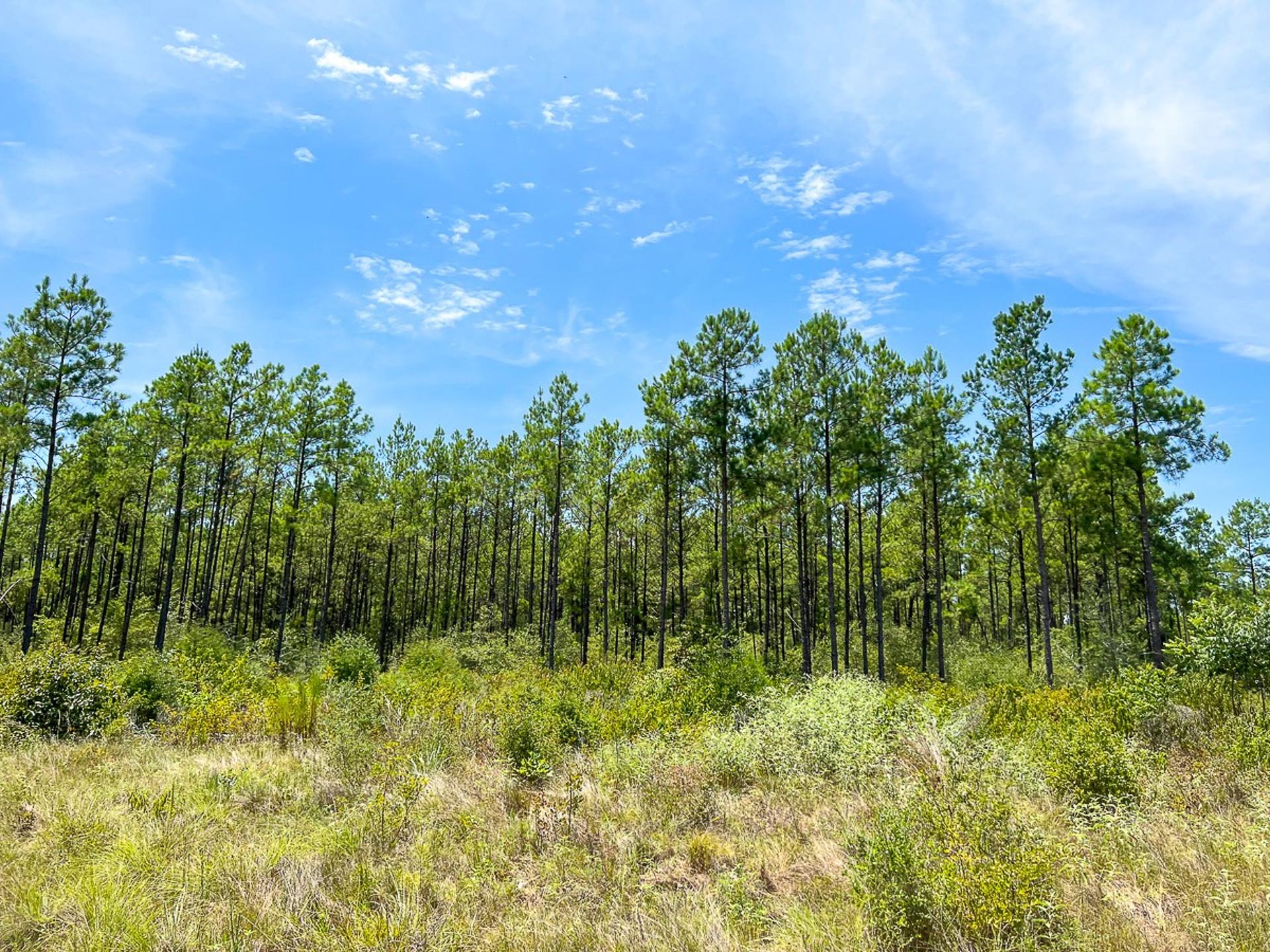 0 Lost Indian Camp Road, Huntsville, TX, 77320