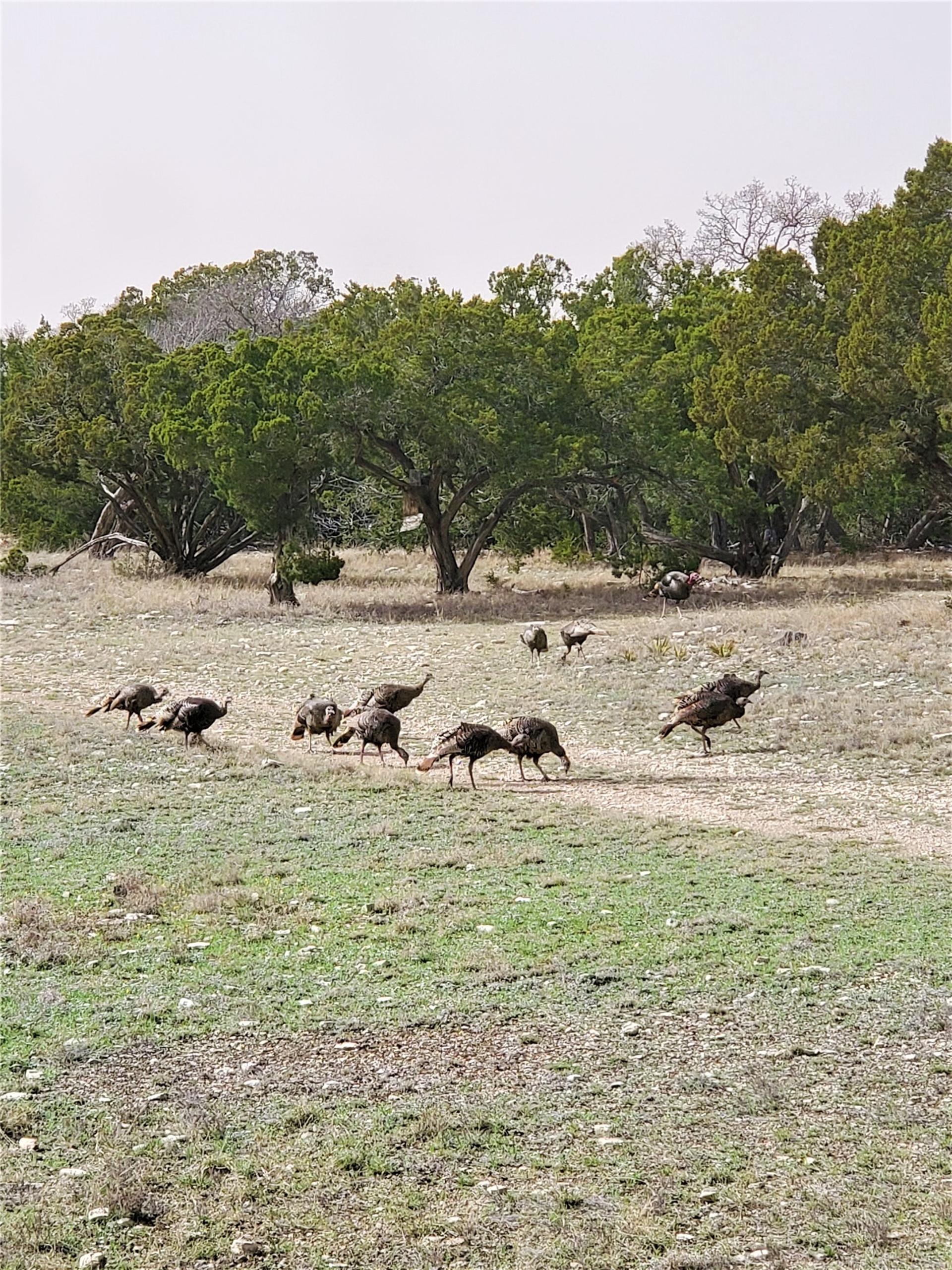 989 Cedar Ridge, Junction, TX, 76849