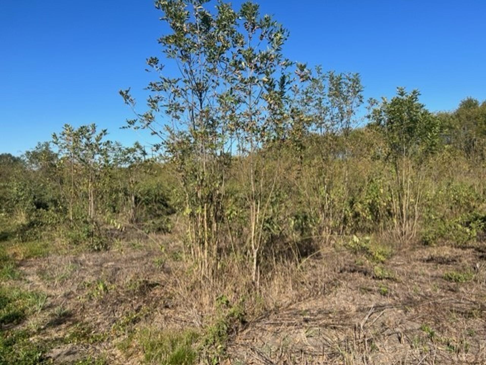 TBD FM 71 East, Talco, TX, 75487