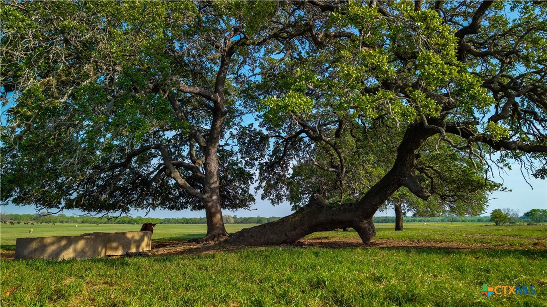 TBD County Road 404, Floresville, TX, 78114
