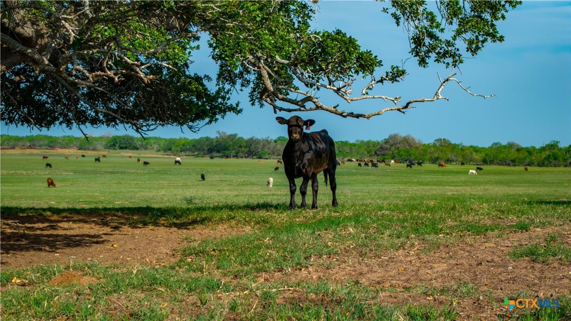 TBD County Road 404, Floresville, TX, 78114