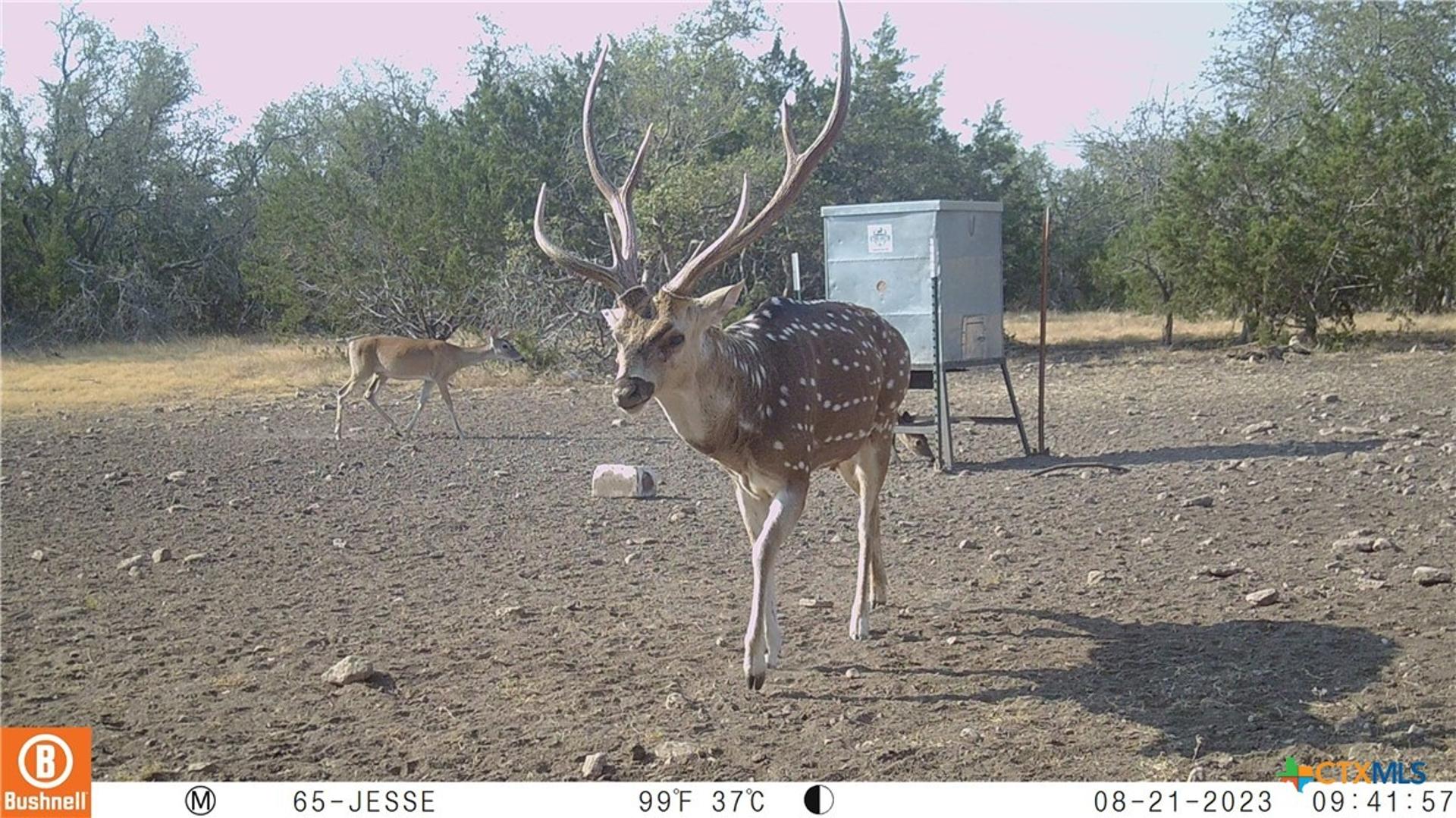 65 Miles Ln, Harper, TX, 78631