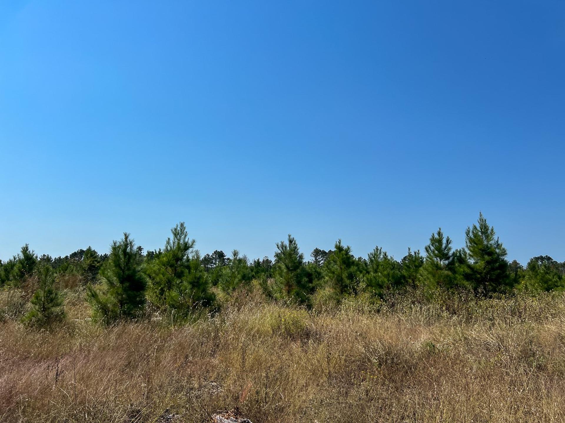 1 Off County Road 2925, Grapeland, TX, 75844