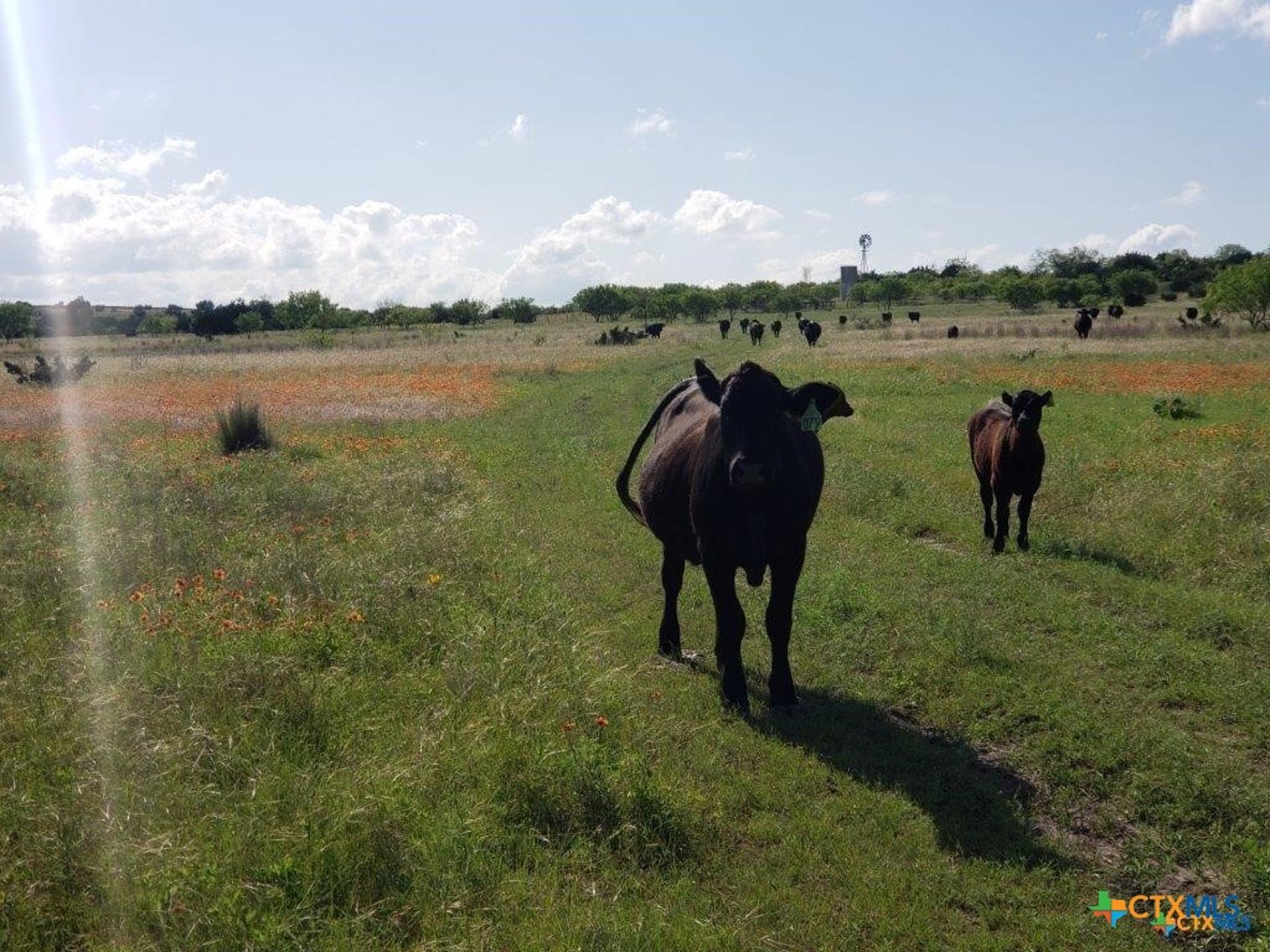 Lot 4 County Road 1255 Pitt Creek Ranch, Lampasas, TX, 76550