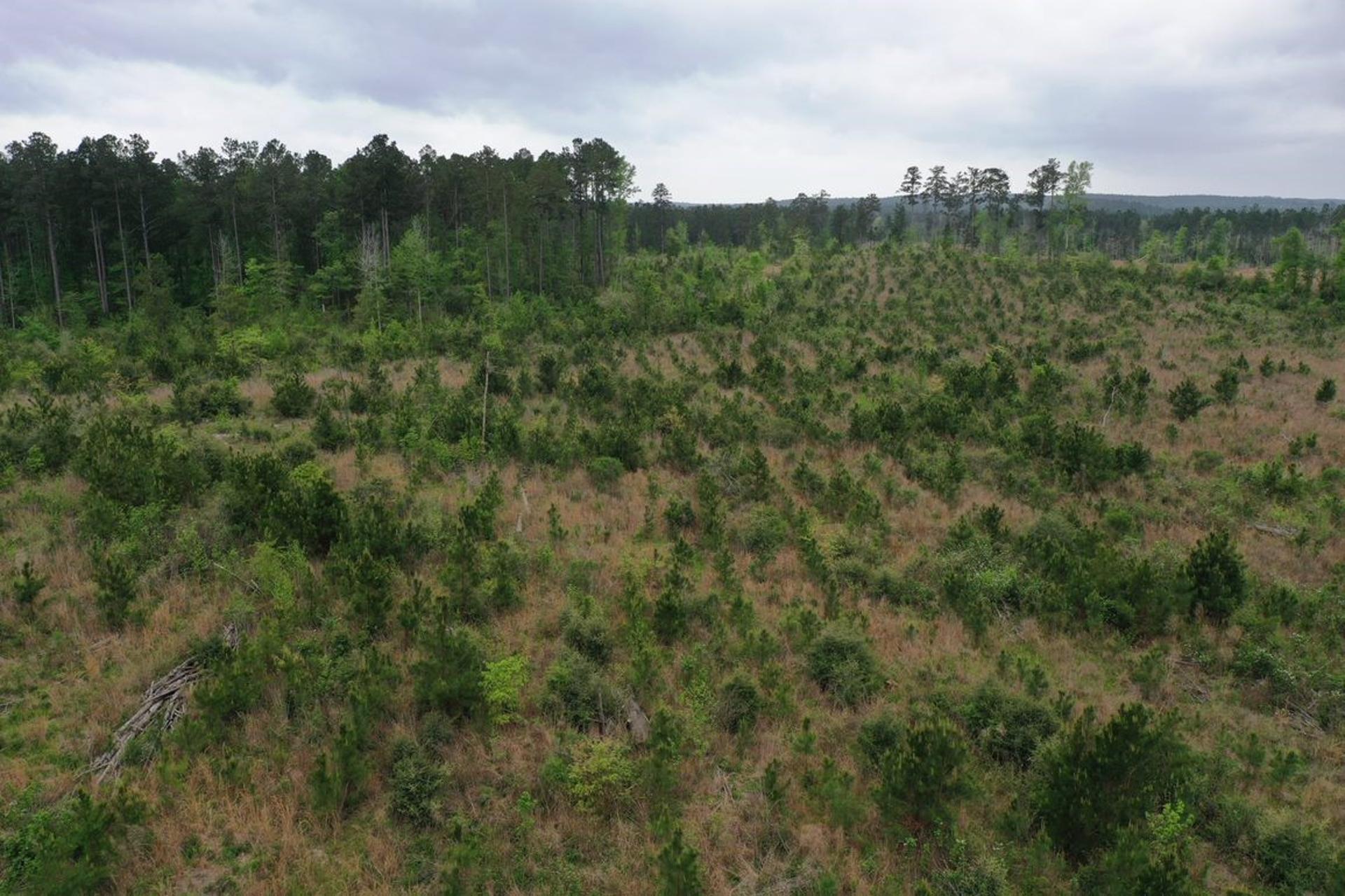Tract 6 CR 255, San Augustine, TX, 75972