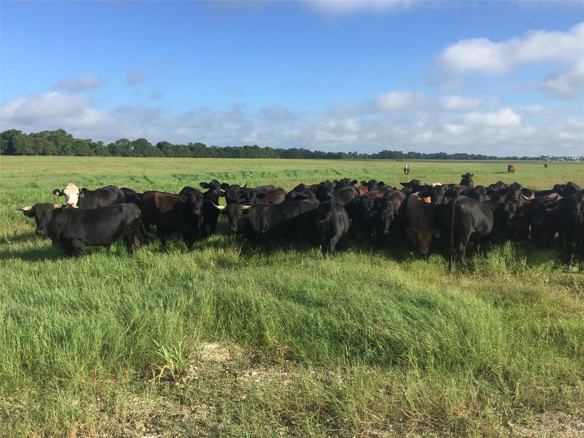 31555 FM 159, Navasota, TX, 77868