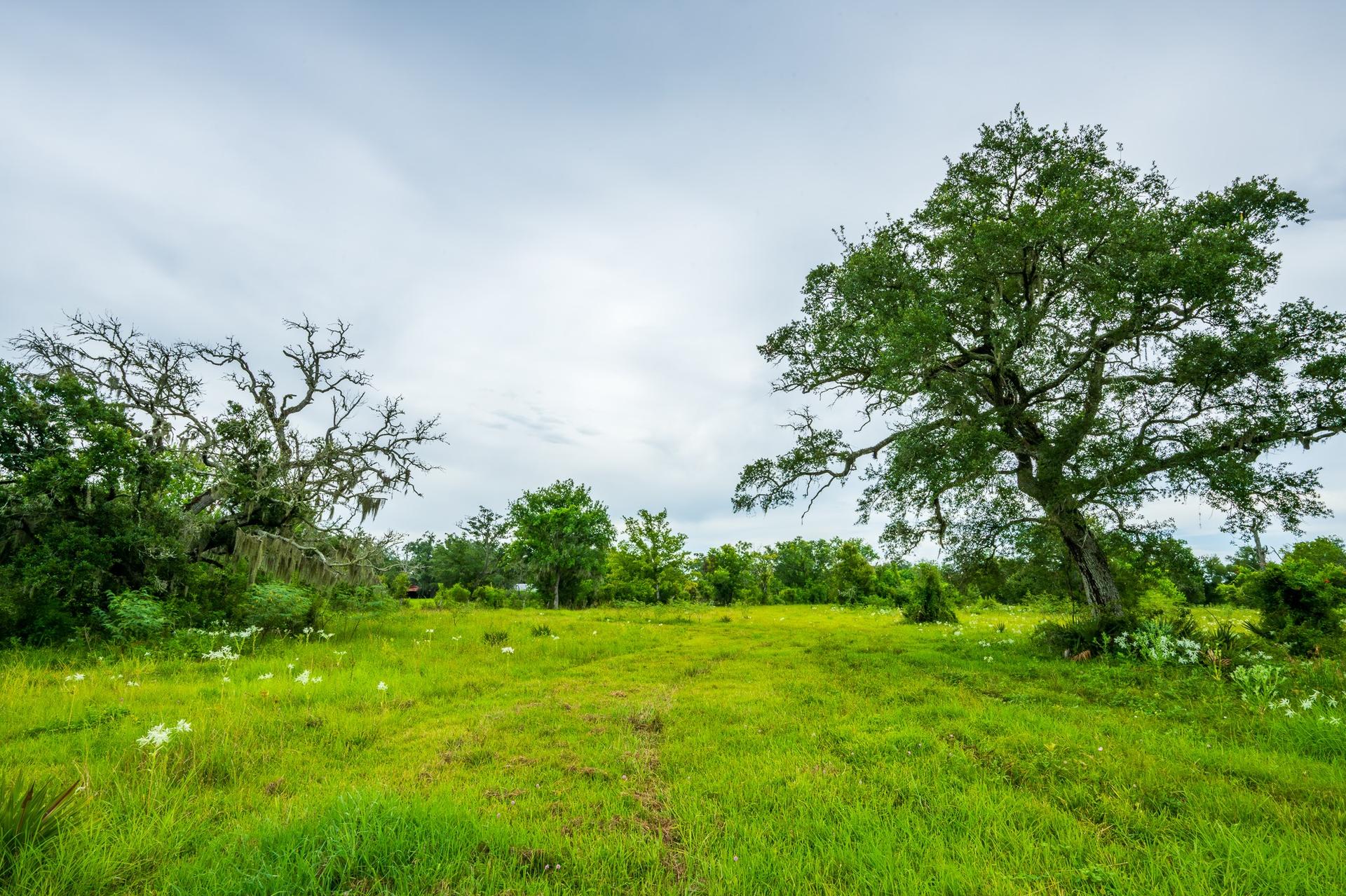319 CR 319, Brazoria, TX, 77422