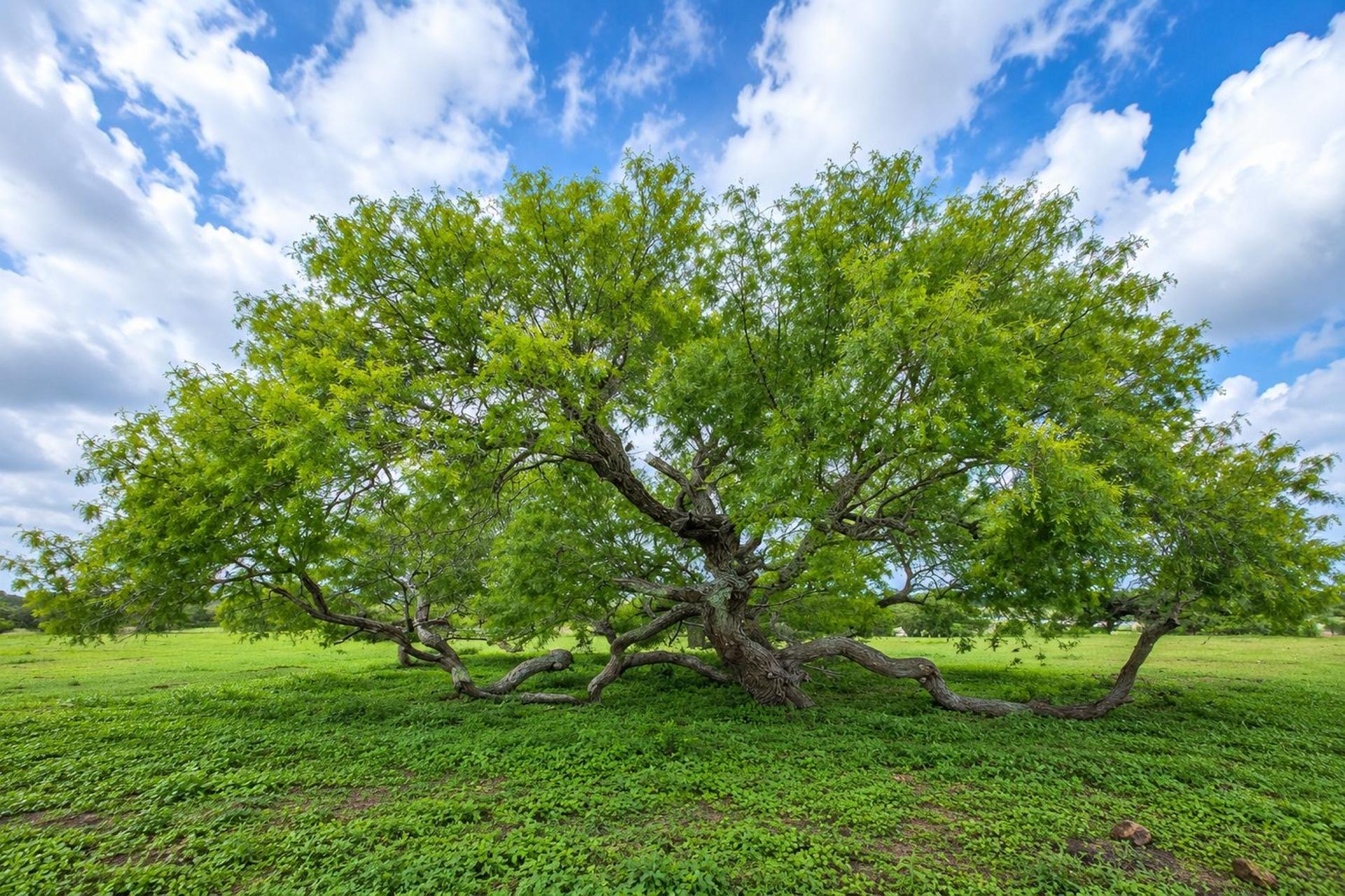 290 Henry Garza Ln, Tivoli, TX, 77990