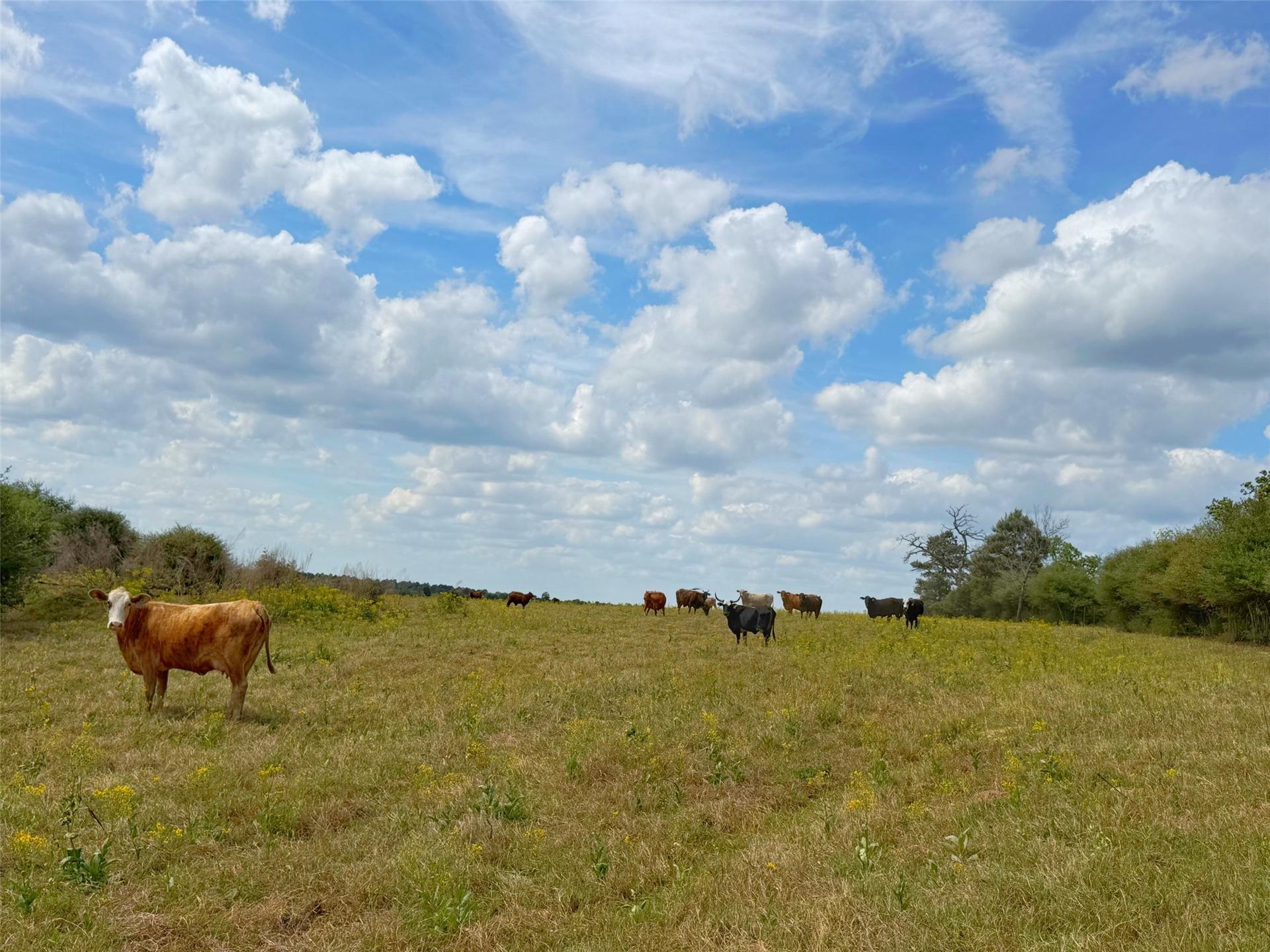 143 ac CR 236, Oakwood, TX, 75855