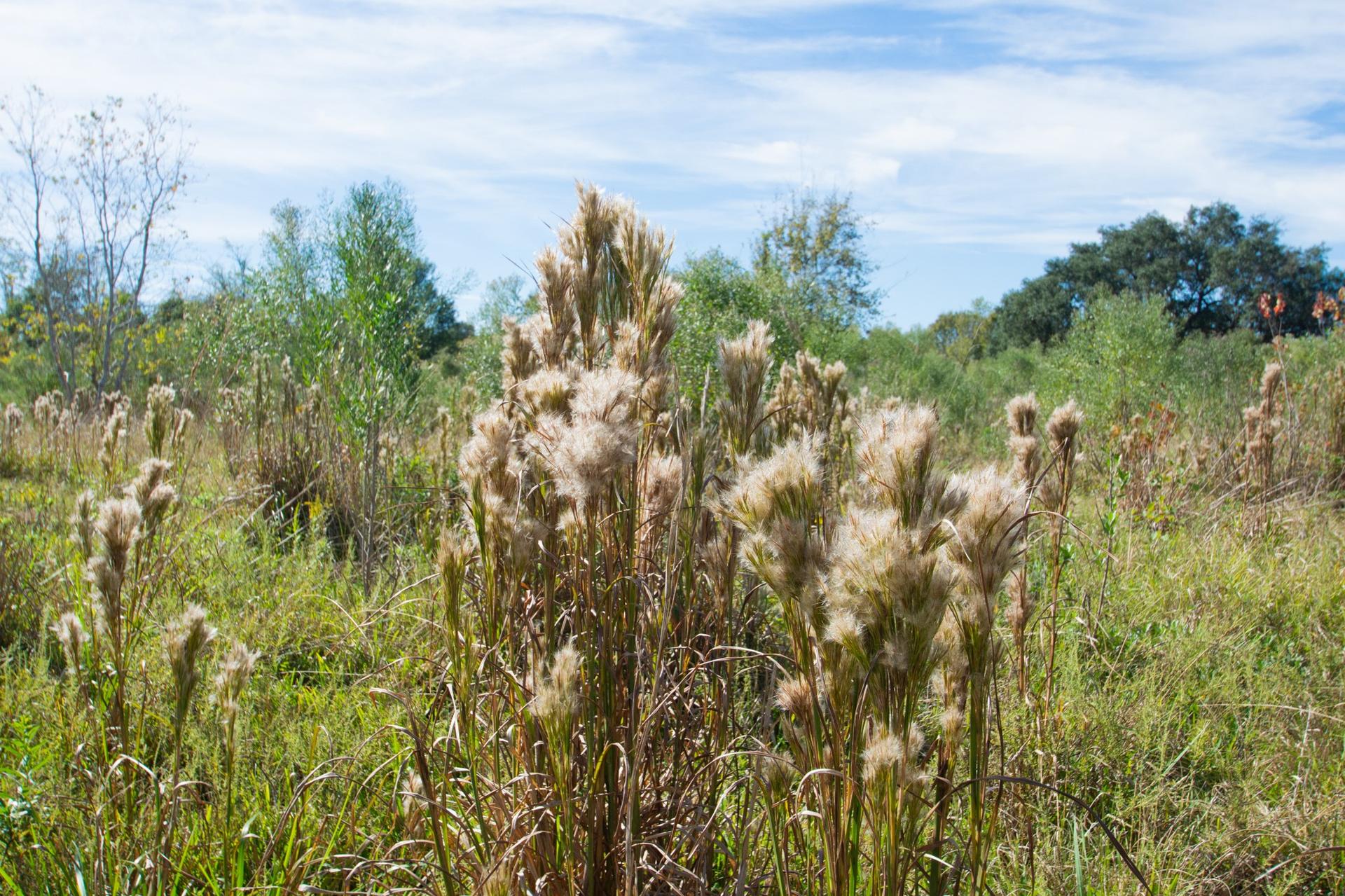 TBD Hwy 36, Jones Creek, TX, 77541