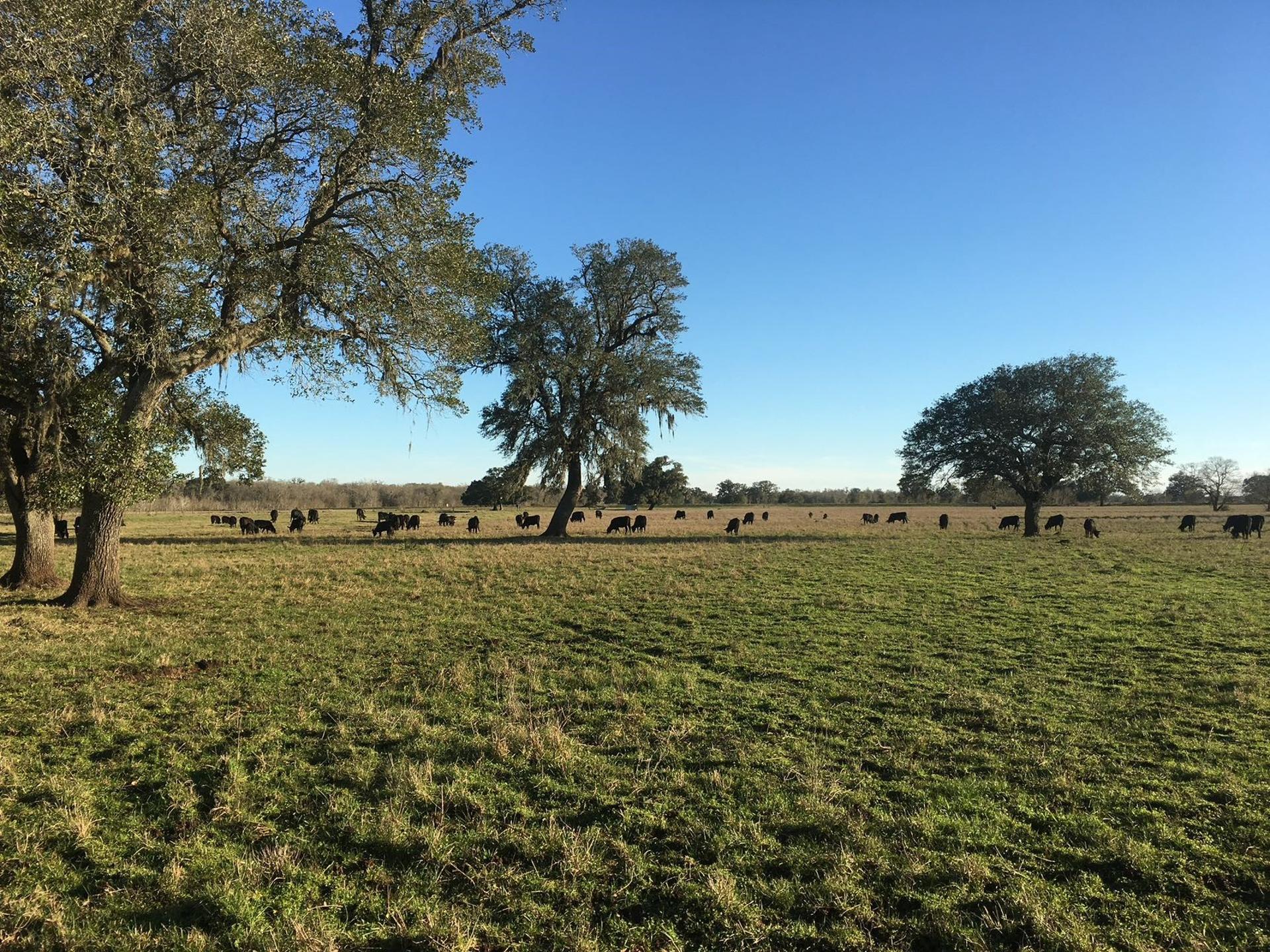 16411 Majestic Oaks, Rosharon, TX, 77583