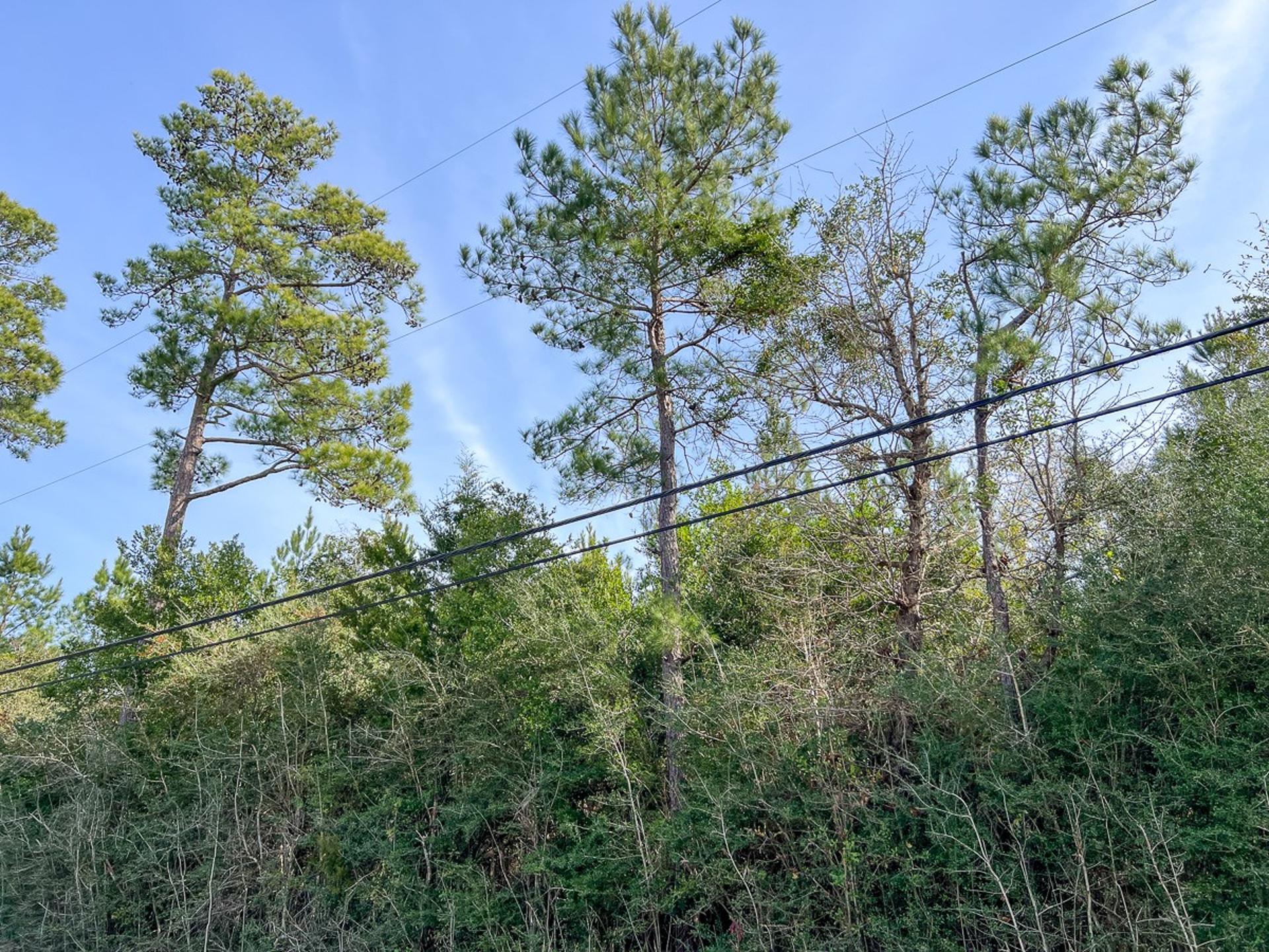 0 Fresenius Road, Silsbee, TX, 77656