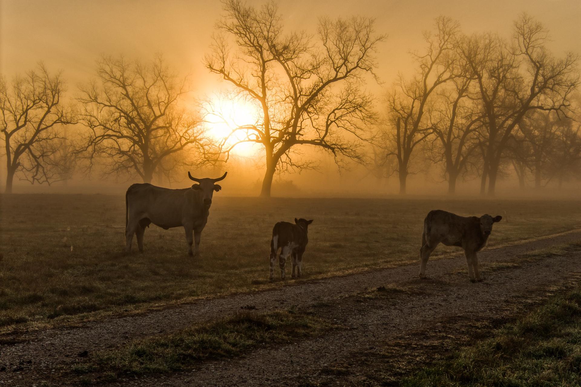 0000 Steck Bottom, Sealy, TX, 77474