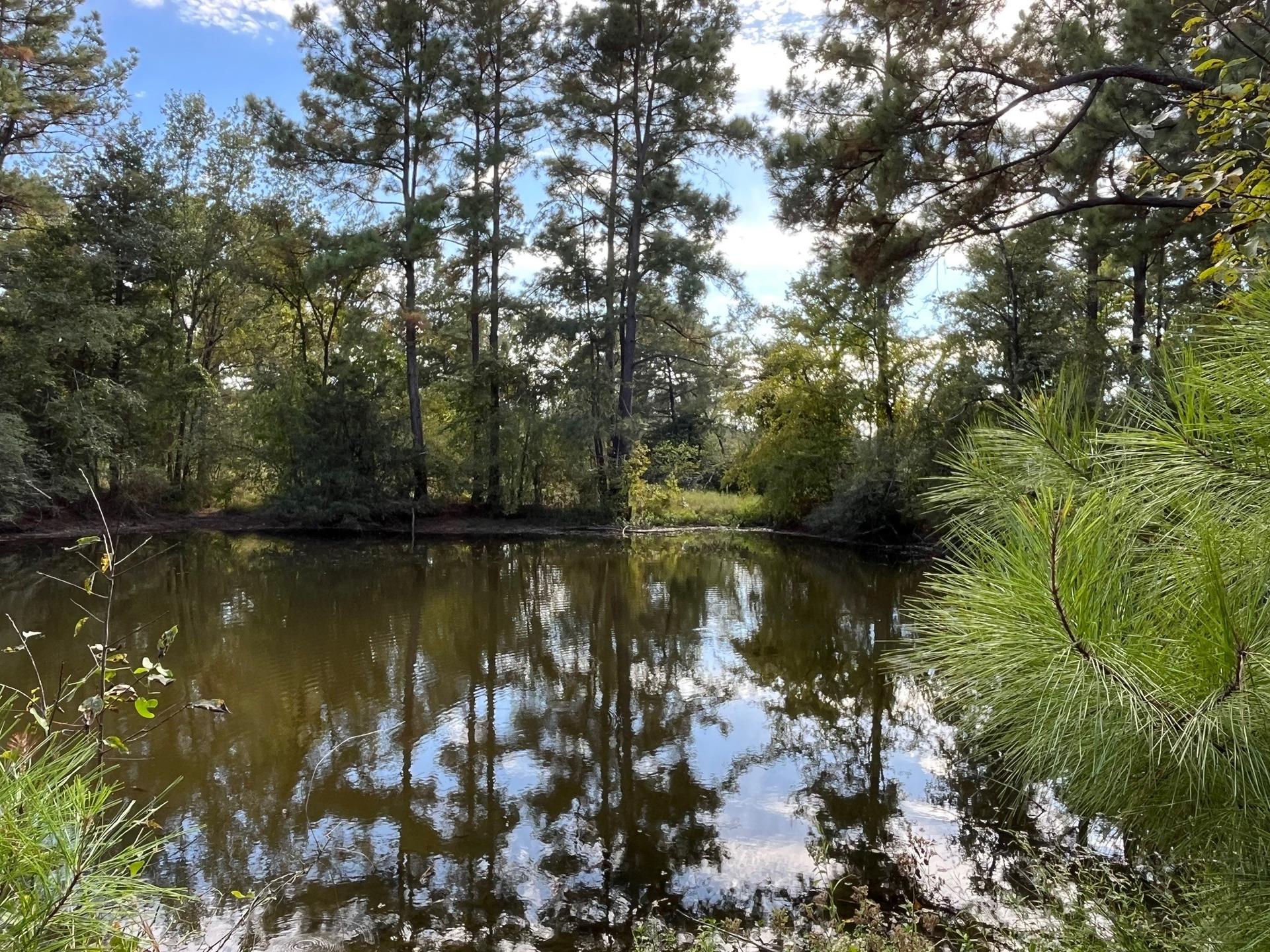 7749 CR 4200, Pennington, TX, 75856