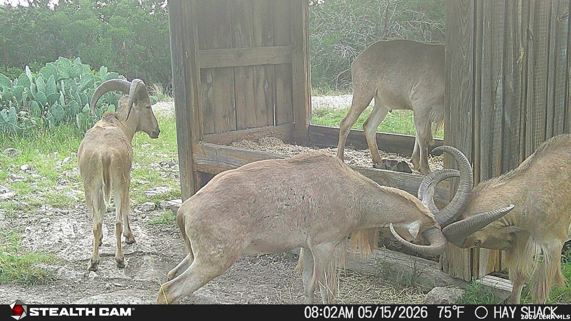 1457 Private Road 3426, BARKSDALE, TX, 78828