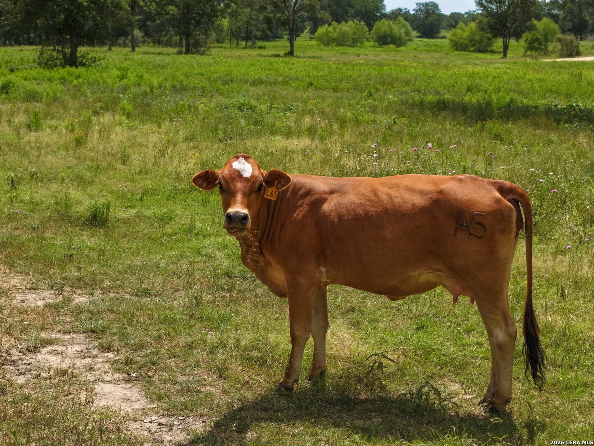 5501 Old Colony Line Rd, LOCKHART, TX, 78644