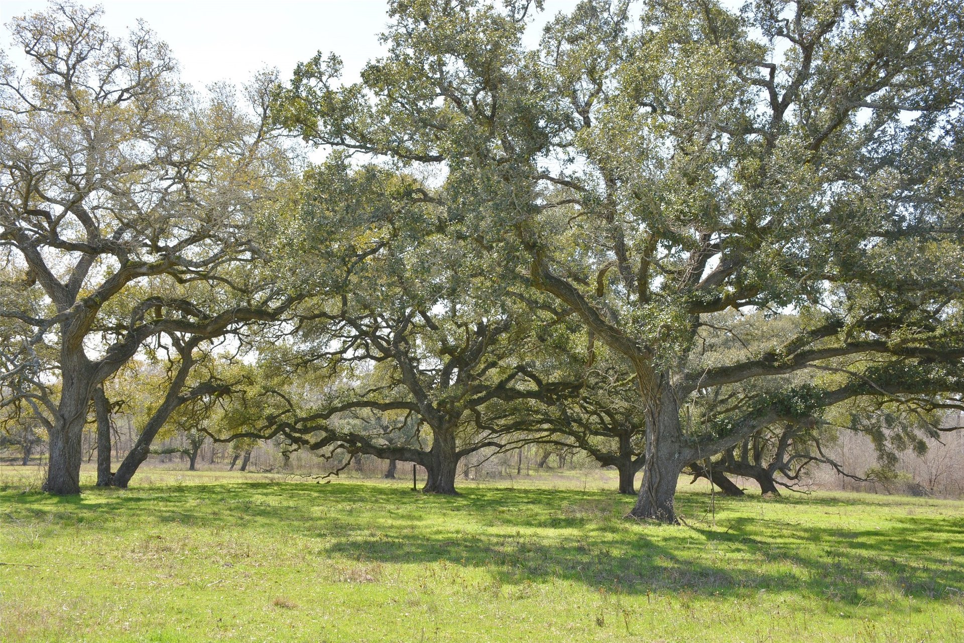 706 Grand Oaks, Brenham, TX, 77833