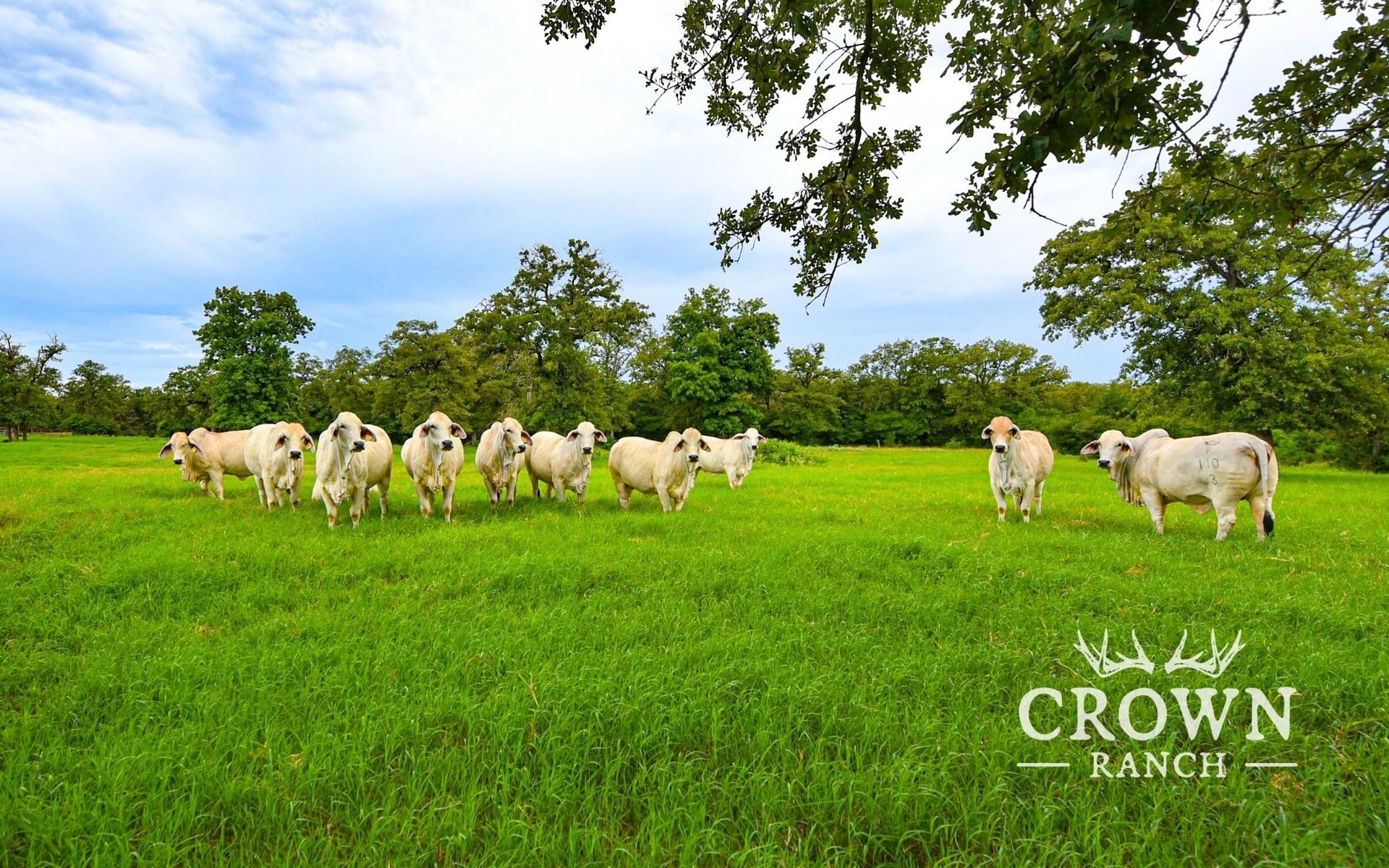 TBD FM 908 - 657 acres, Caldwell, TX, 77836