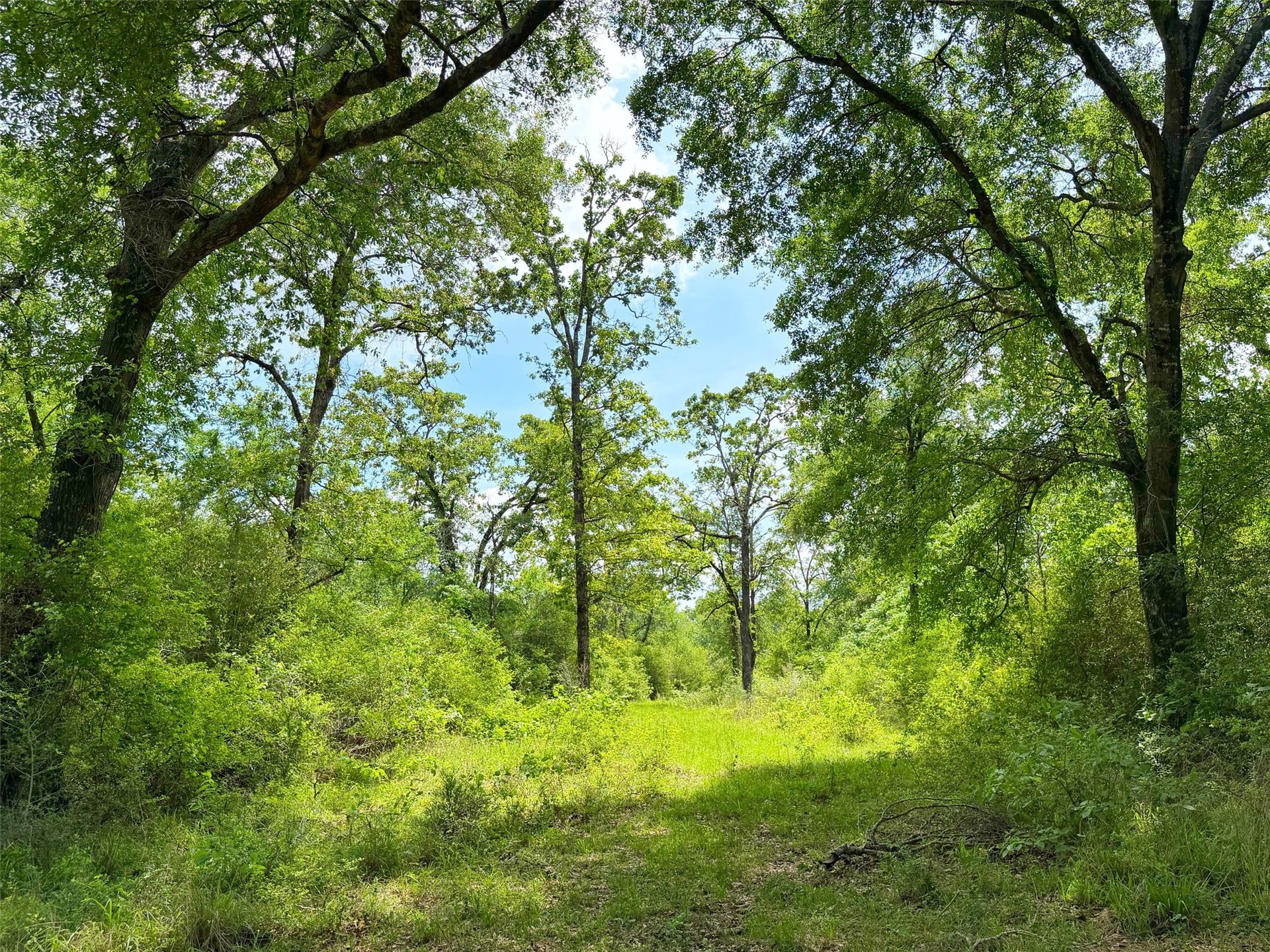 100 ac CR 408, Normangee, TX, 77871