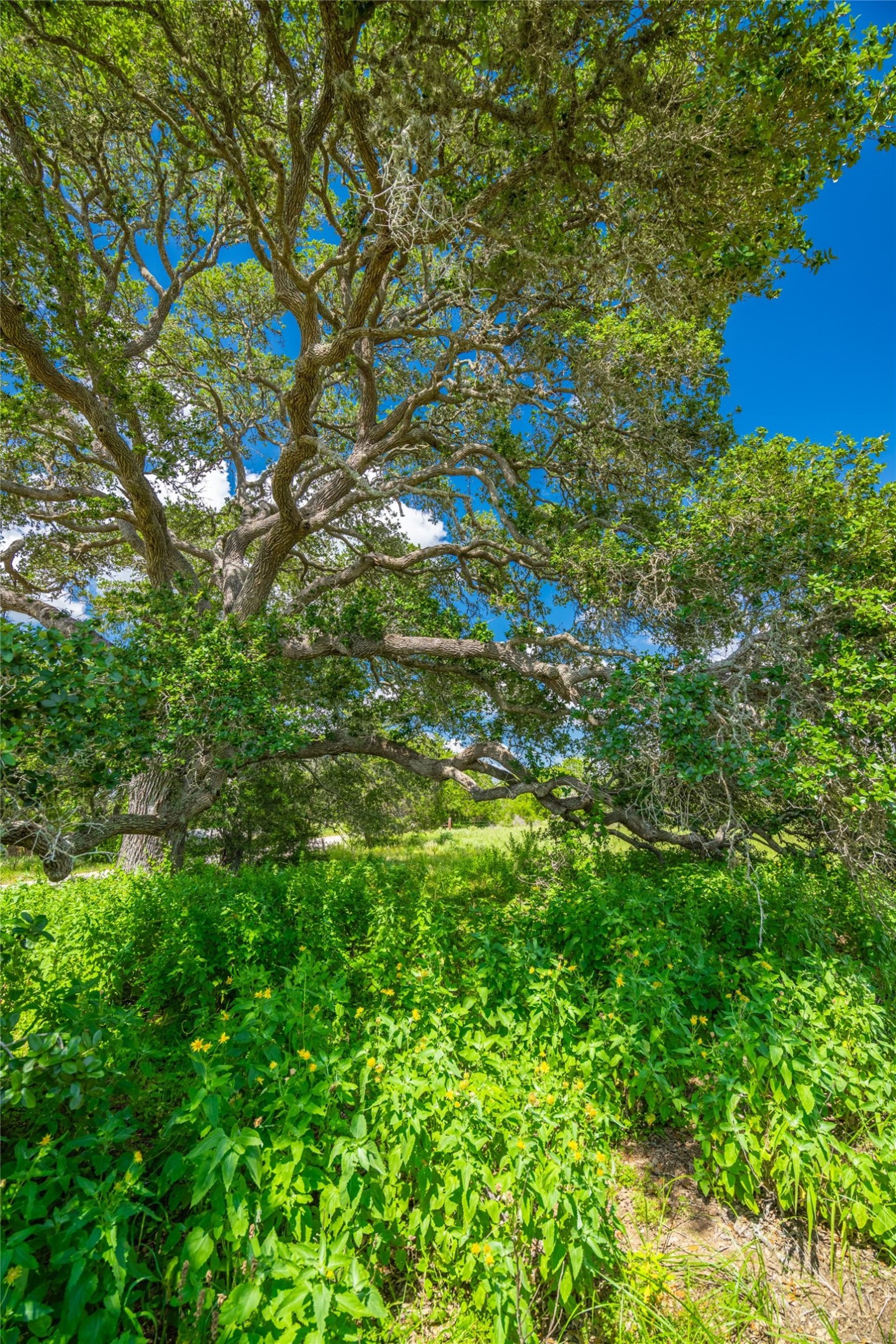 0 County Road 146, Hallettsville, TX, 77964