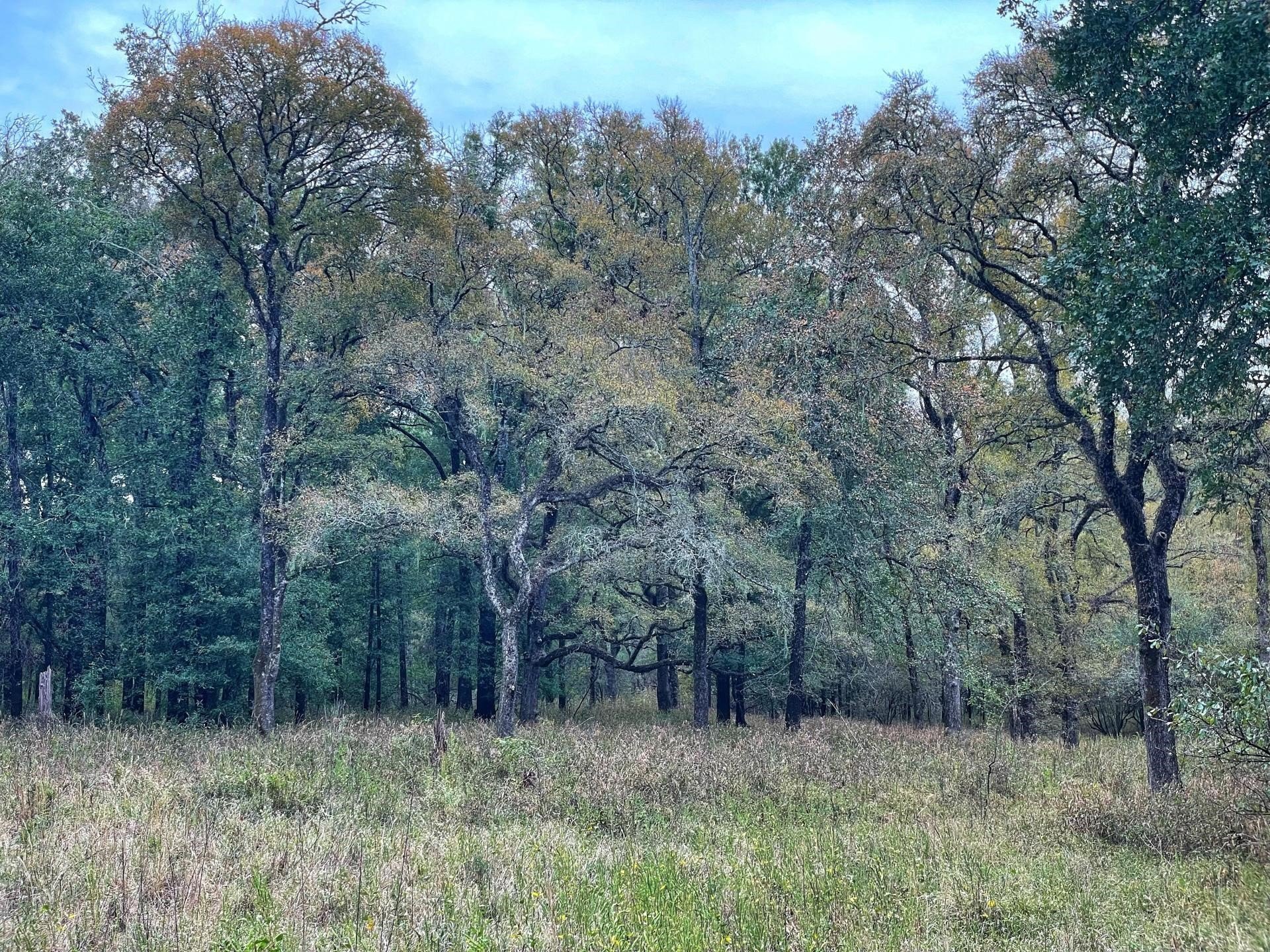 000 Fm-247, Midway, TX, 75852